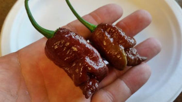 Bhut Jolokia Chocolate Ghost - Seeds - The Pepper Pantry (Formerly Marie Sharp's)